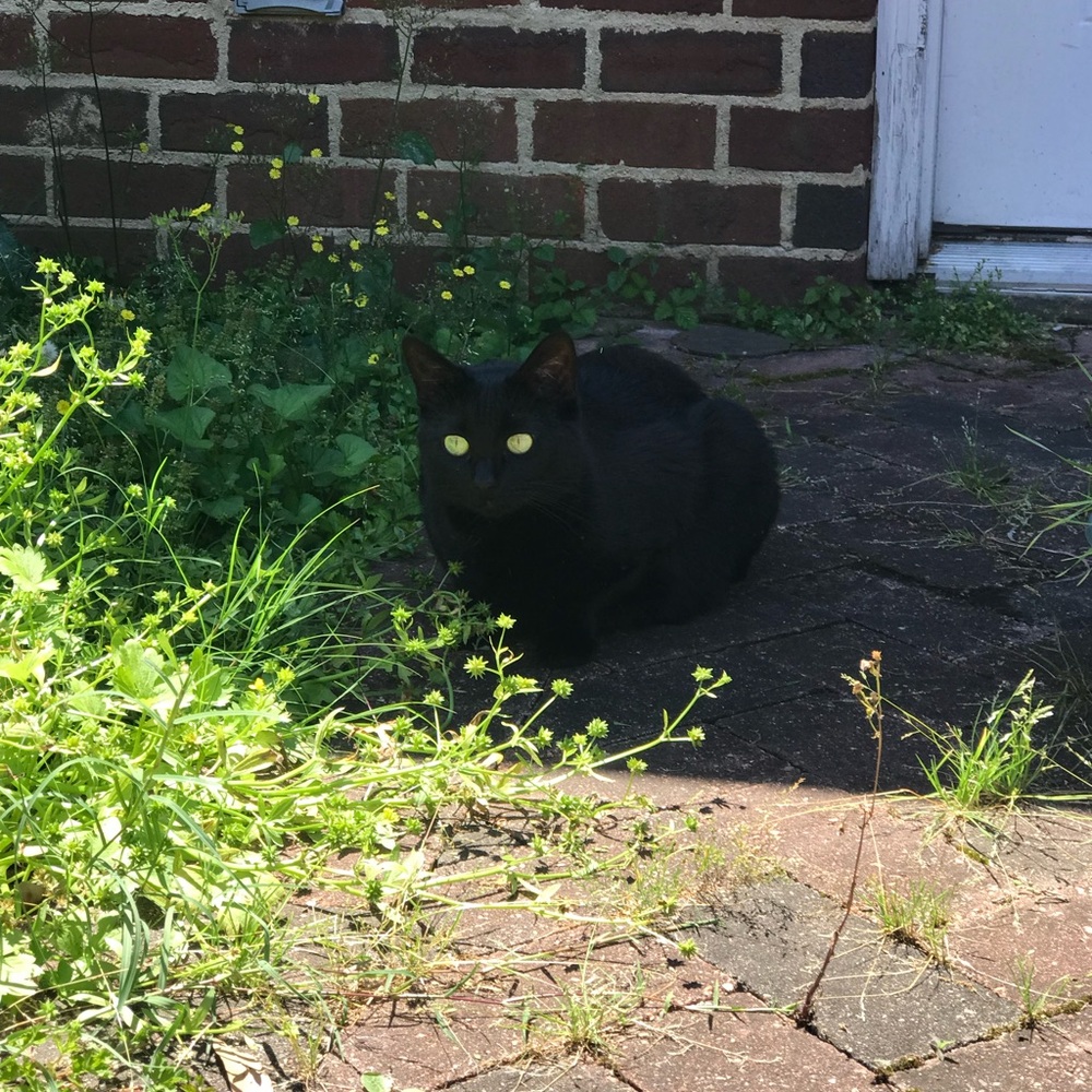 Meet your Posher, Mio_Kitty